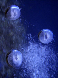 Getting better at these me in my dive buddy's bubbles sho... by Andrew Macleod 